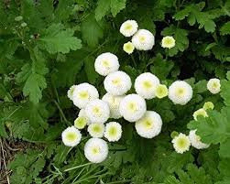 Танацетум пиретрум