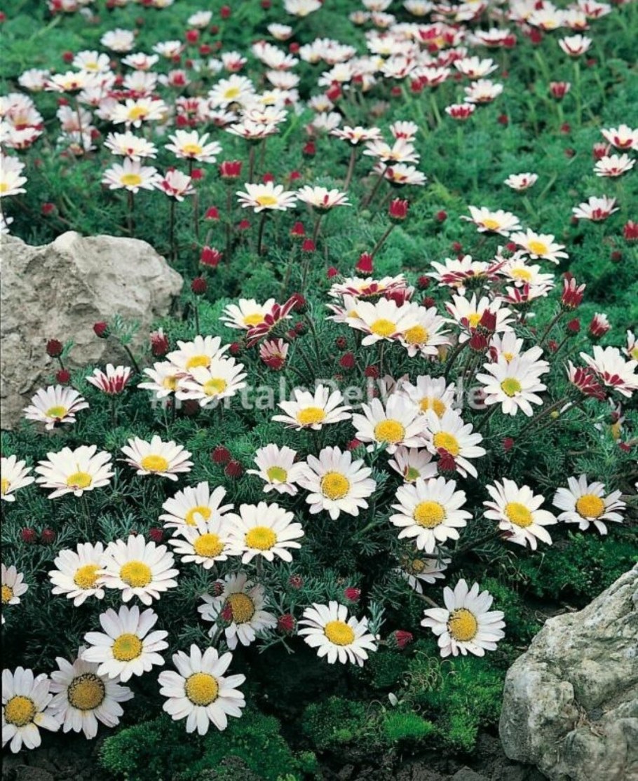 Анациклюс пиретриновый