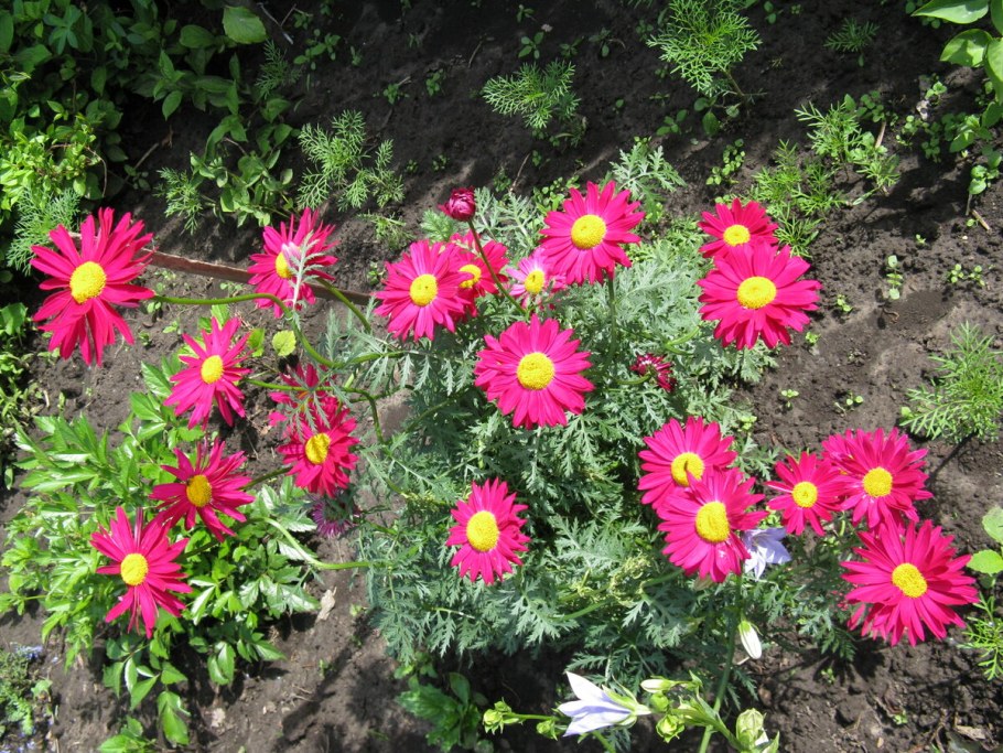 Пиретрум Tanacetum Garden Treasure