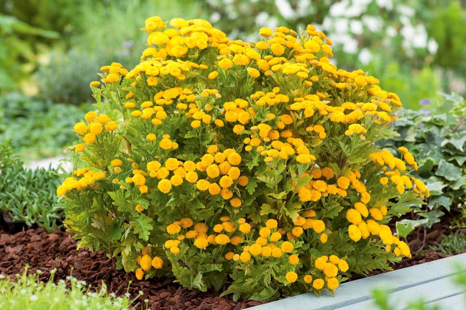 Хризантема (пижма) Девичья Голден бол