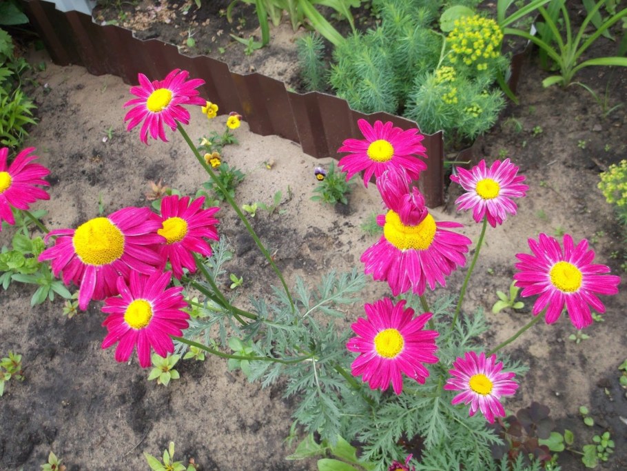 Пиретрум цветок