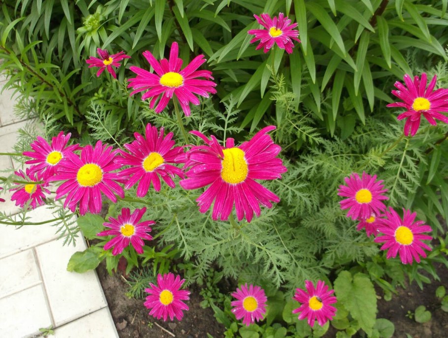 Пиретрум Маруна