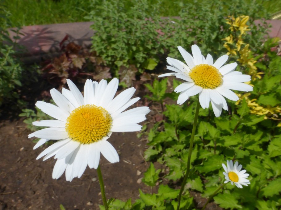 Нивяник гибридный