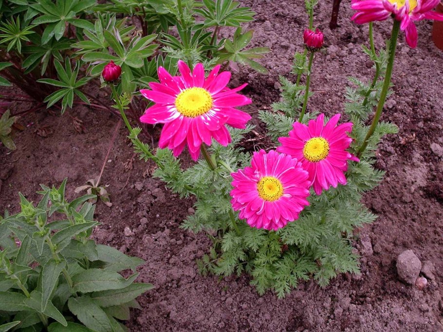 Пиретрум гибридный "Персидская Ромашка"