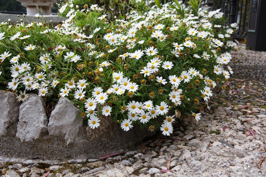 Нивяник на клумбе