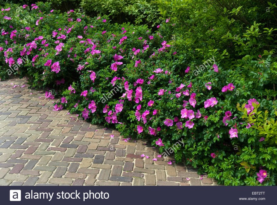 Роза ругоза Живая изгородь