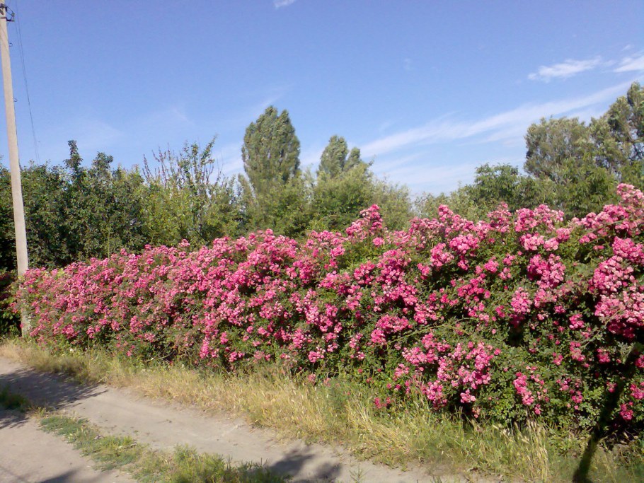 Роза ругоза шиповник изгородь