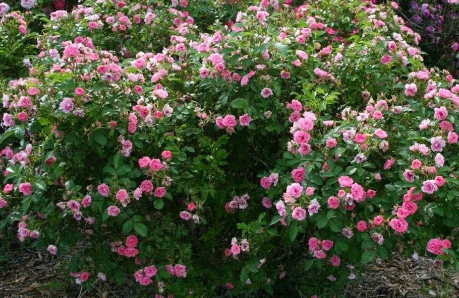 Роза Парковая Pink Grootendorst