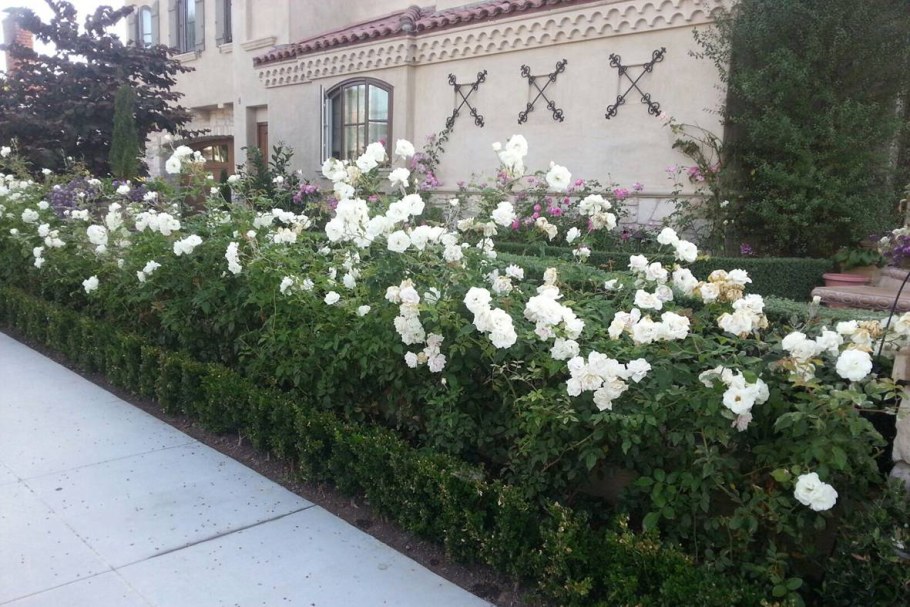 Роза ругоза Живая изгородь