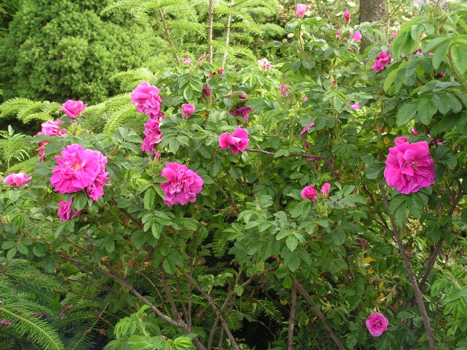 Ругоза Ханса