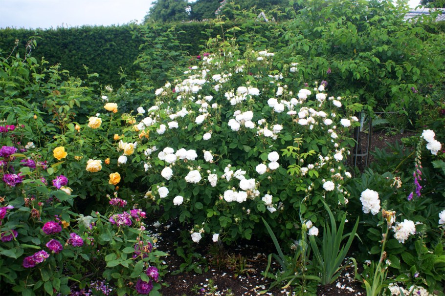 Роза ругоза Альба изгородь