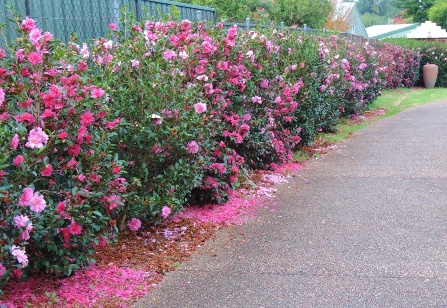 Роза Нозоми Живая изгородь