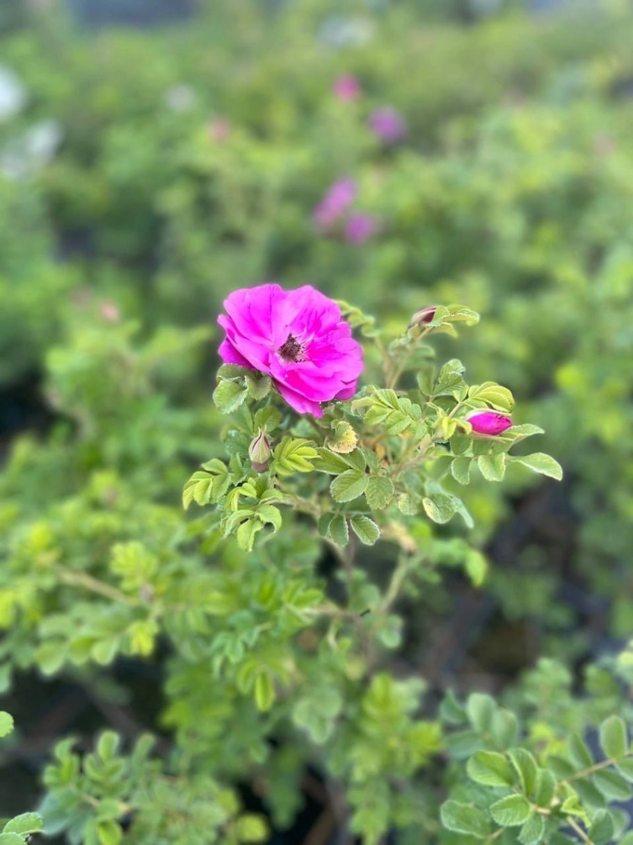 Герань кроваво-красная Апфельблюте