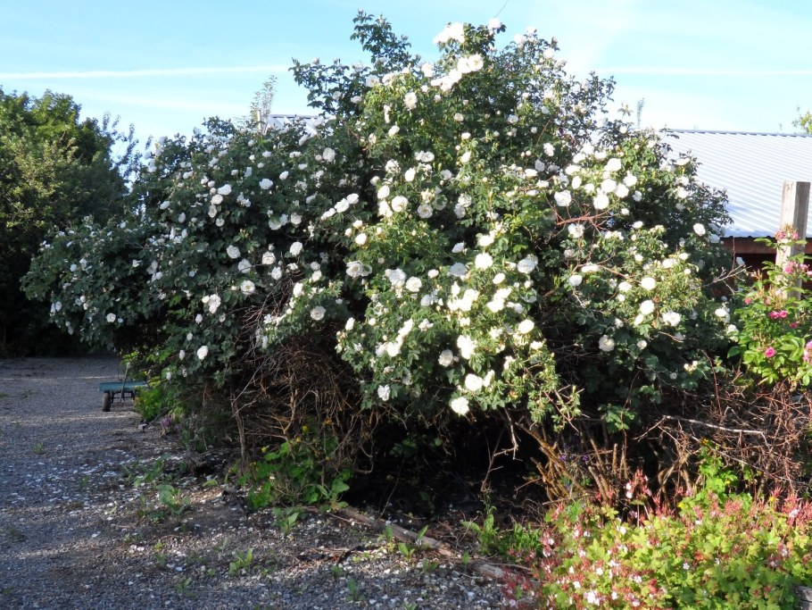 Шиповник Альба