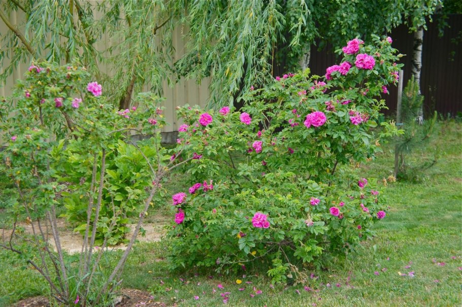 Роза ругоза Ābeļzieds