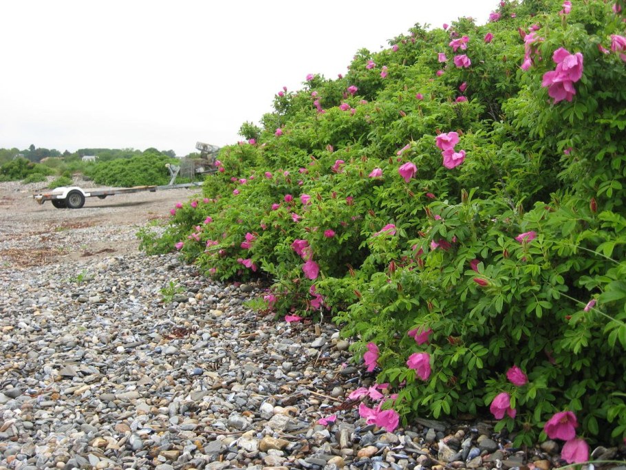 Роза ругоза изгородь