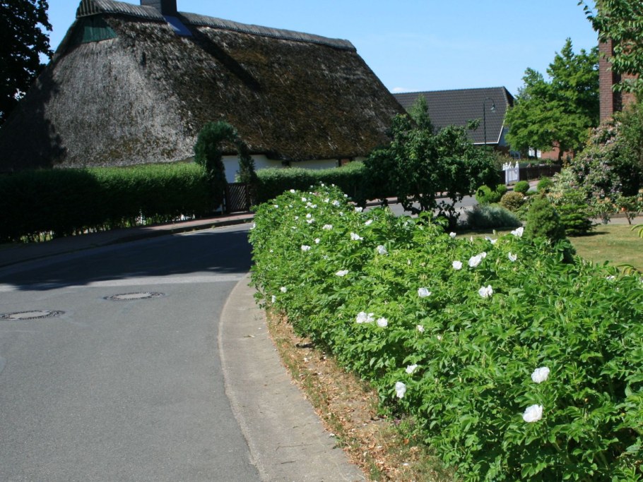 Роза морщинистая Живая изгородь