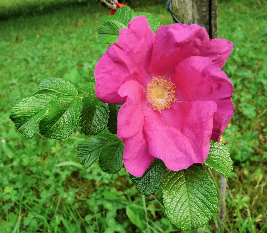 Цветущие кусты шиповника