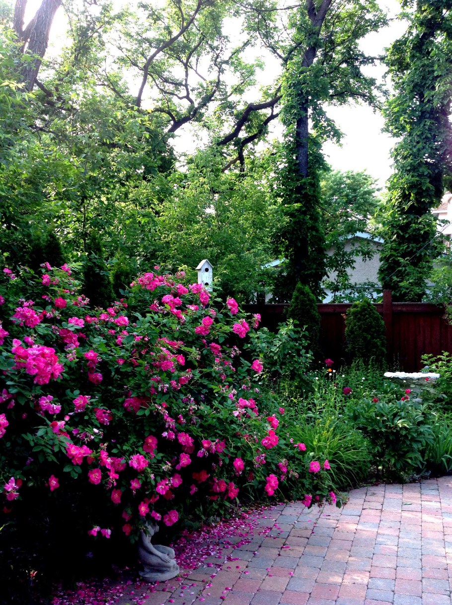 Роза ругоза Живая изгородь