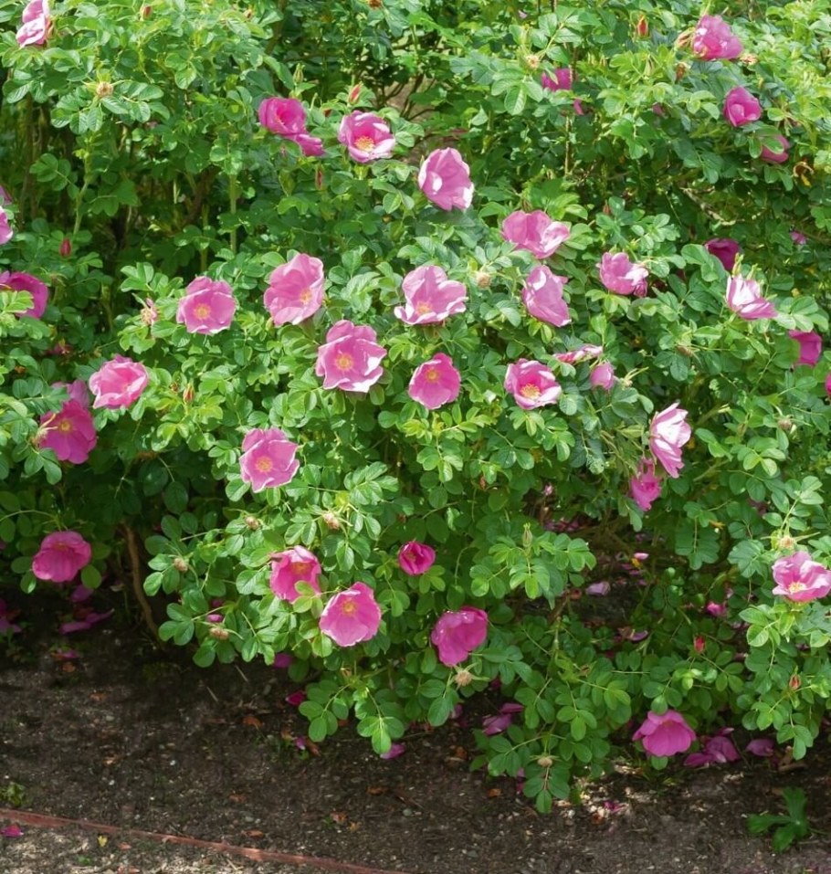 Шиповник роза ругоза