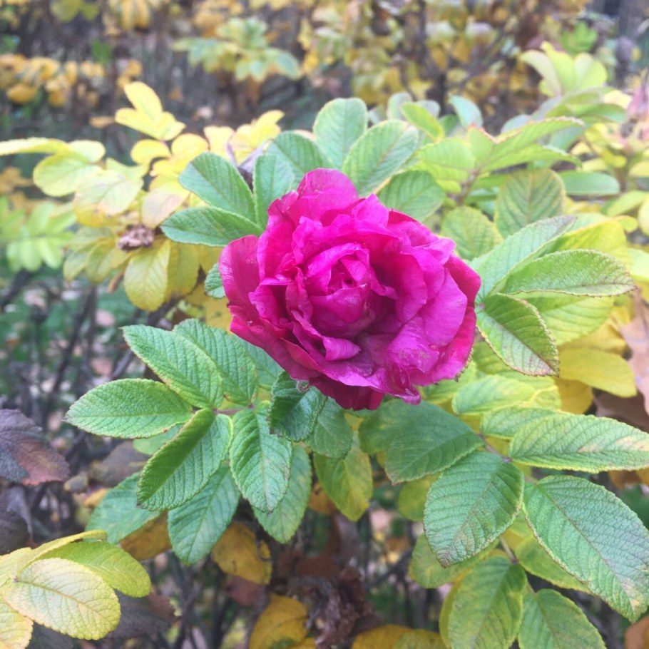 Роза ругоза