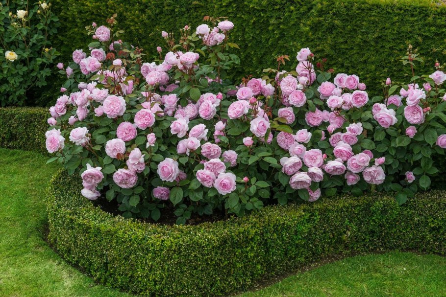 Шрабы Остина розы