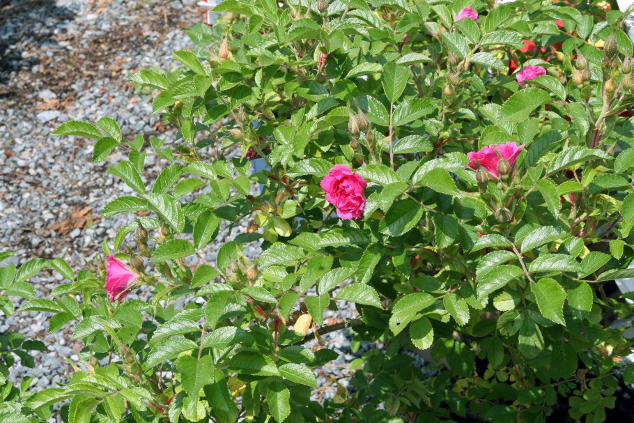 Роза блестящая Rosa nitida