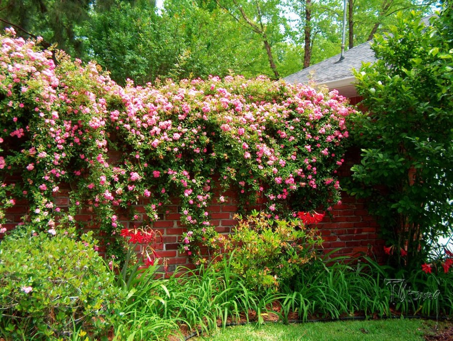 Роза морщинистая Живая изгородь