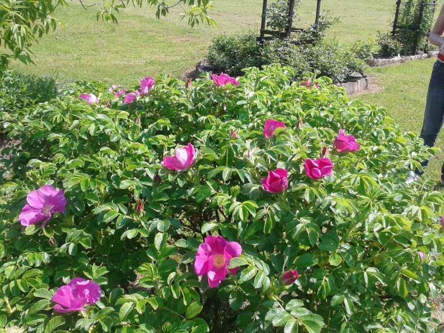 Роза ругоза