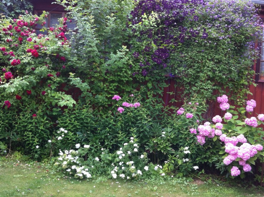 Роза ругоза изгородь