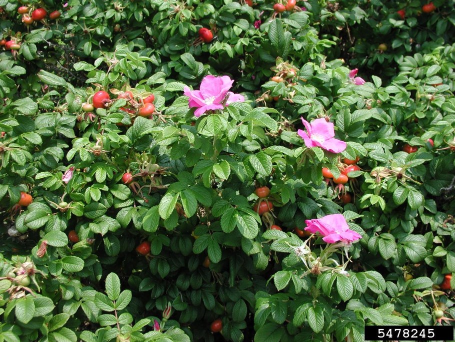 Шиповник ругоза Рубра