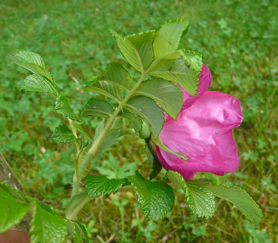 Роза ругоза царица севера