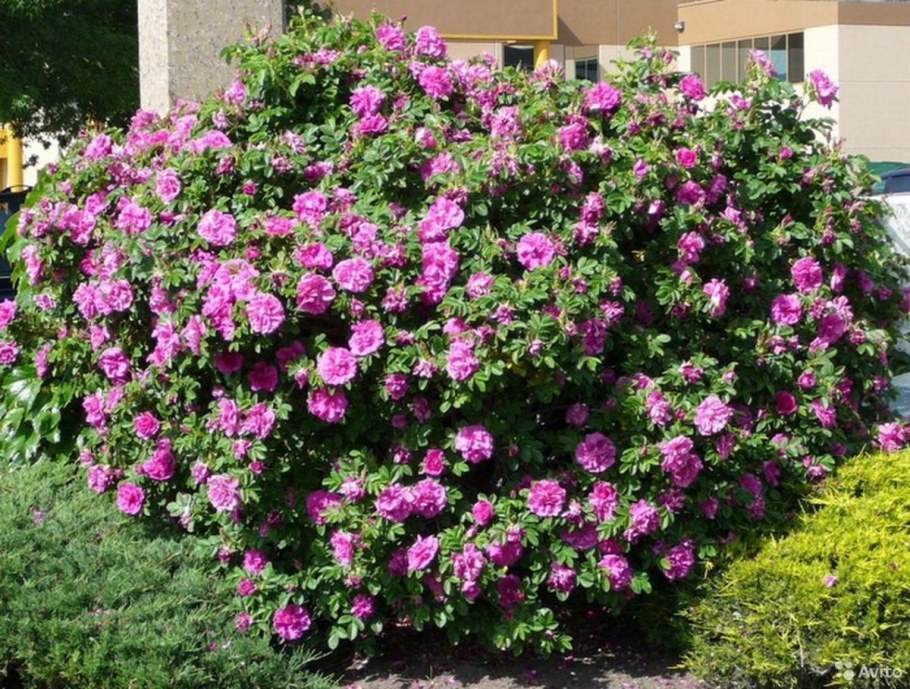 Роза морщинистая, роза ругоза