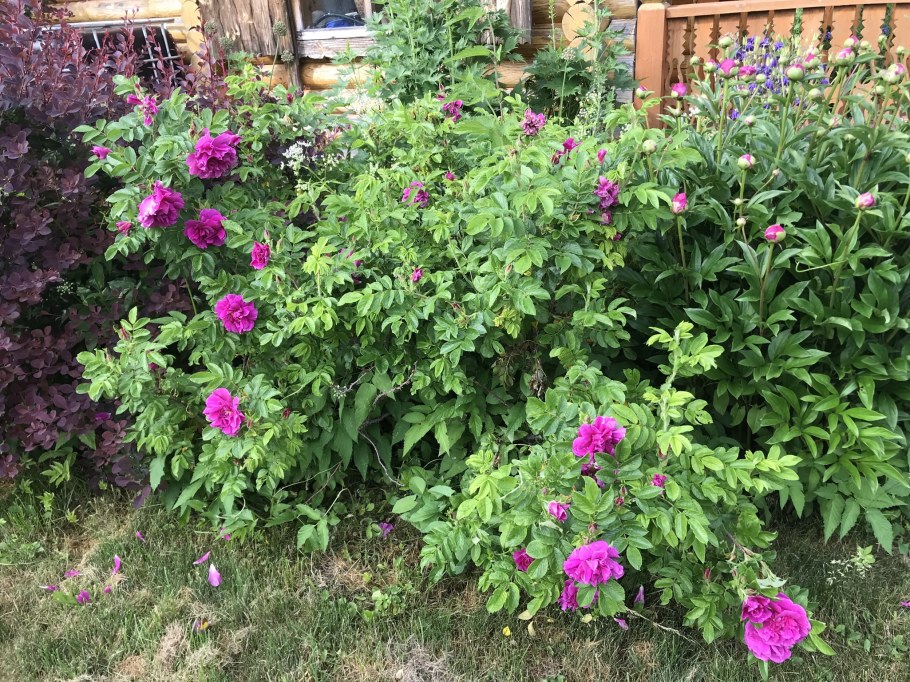 Роза ругоза Живая изгородь