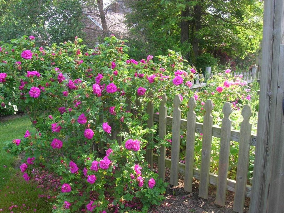 Роза ругоза Ротес Меер