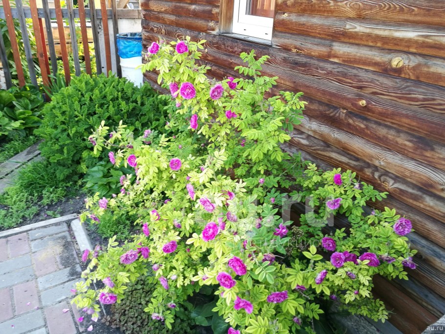 Роза ругоза Дагмар Хаструп