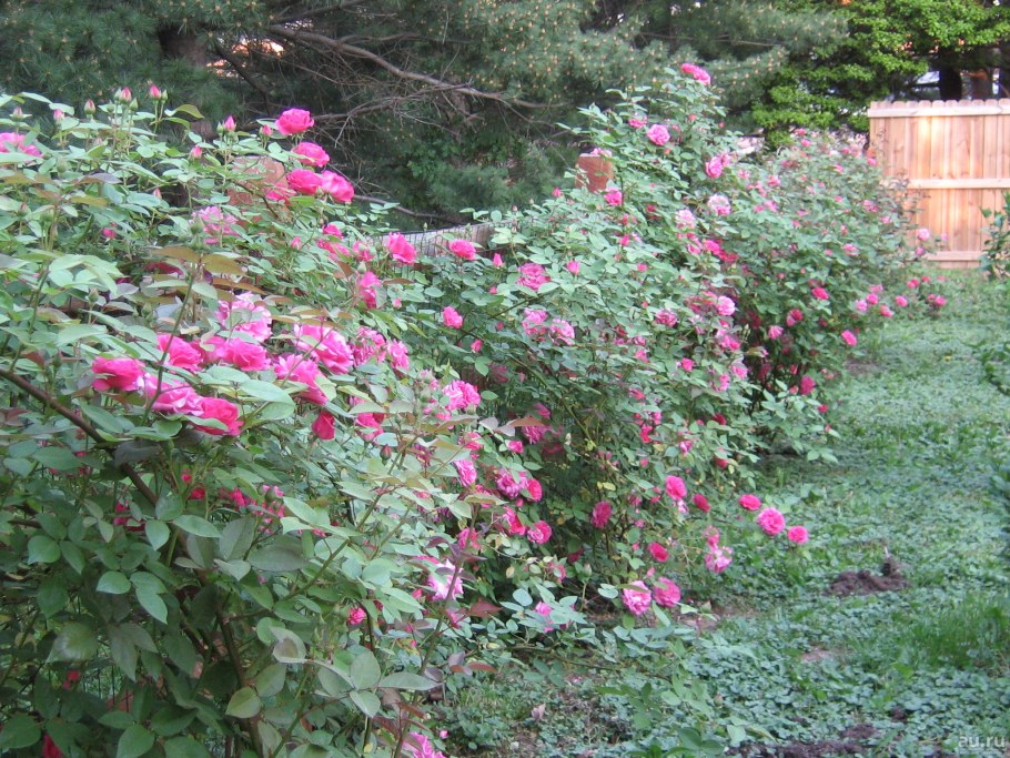 Роза ругоза шиповник изгородь