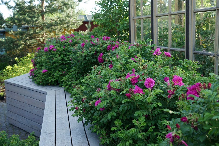 Роза ругоза изгородь