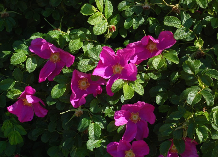 Роза морщинистая