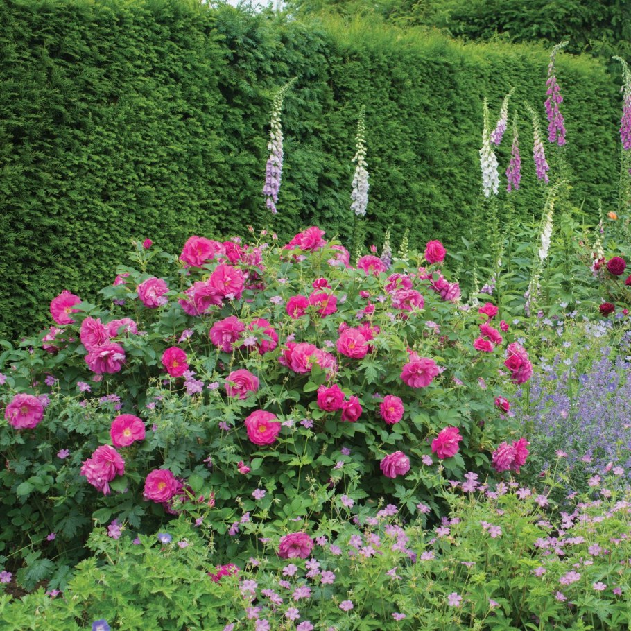 Роза морщинистая rubra