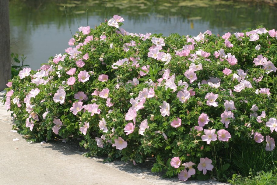 Роза ругоза куст