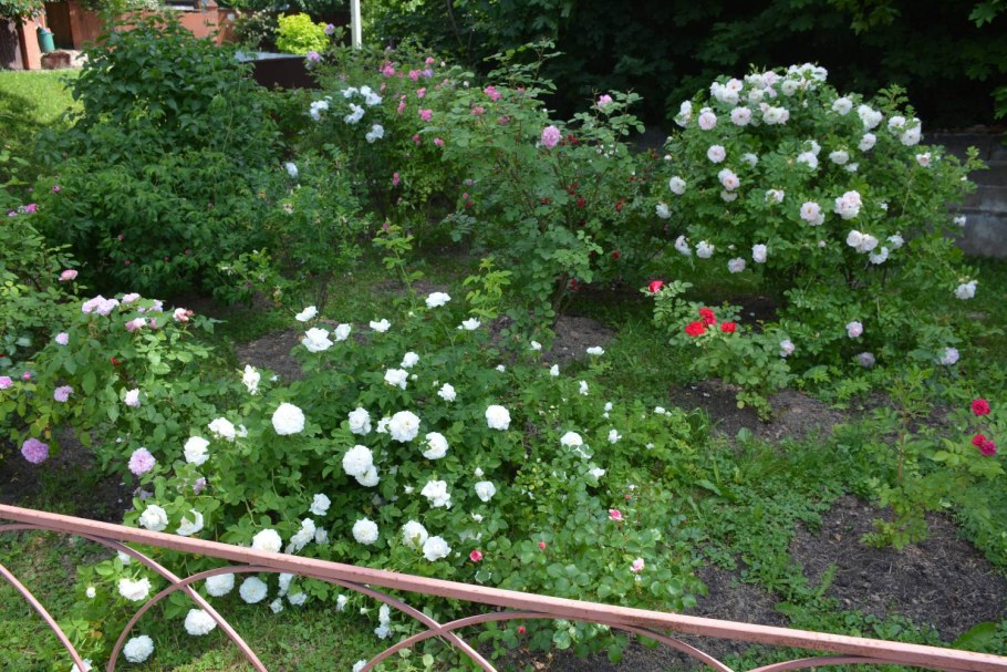 Роза ругоза Альба в ландшафтном