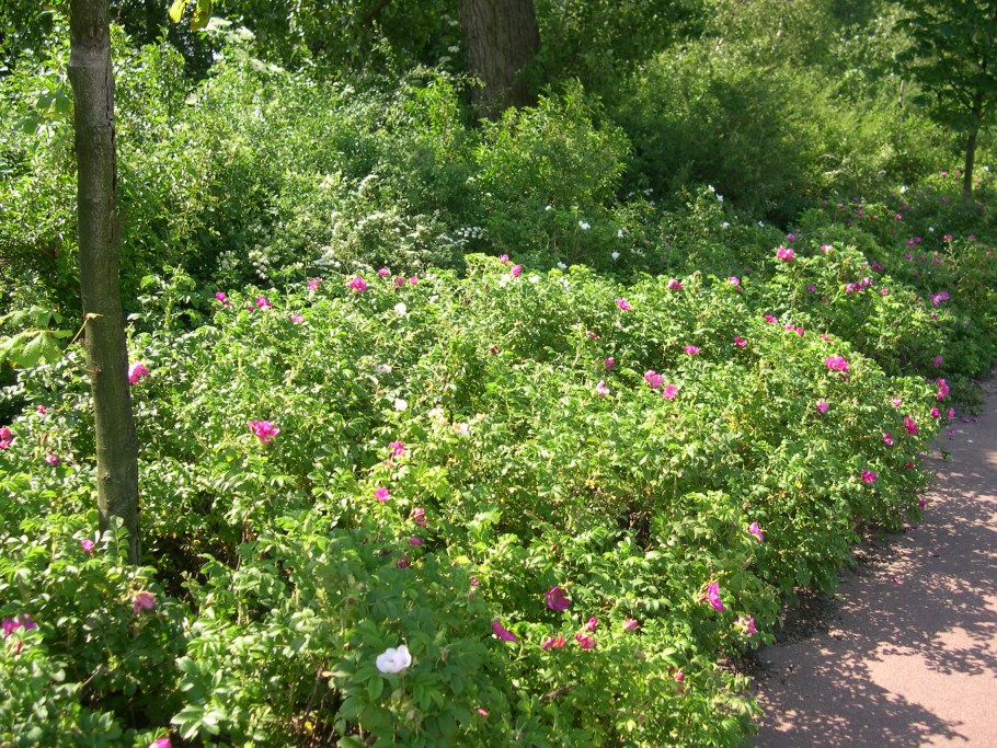 Роза ругоза мойе Хаммарберг