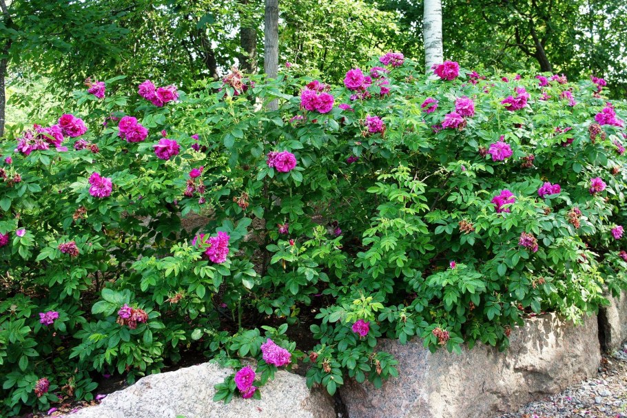 Роза морщинистая Rosa rugosa