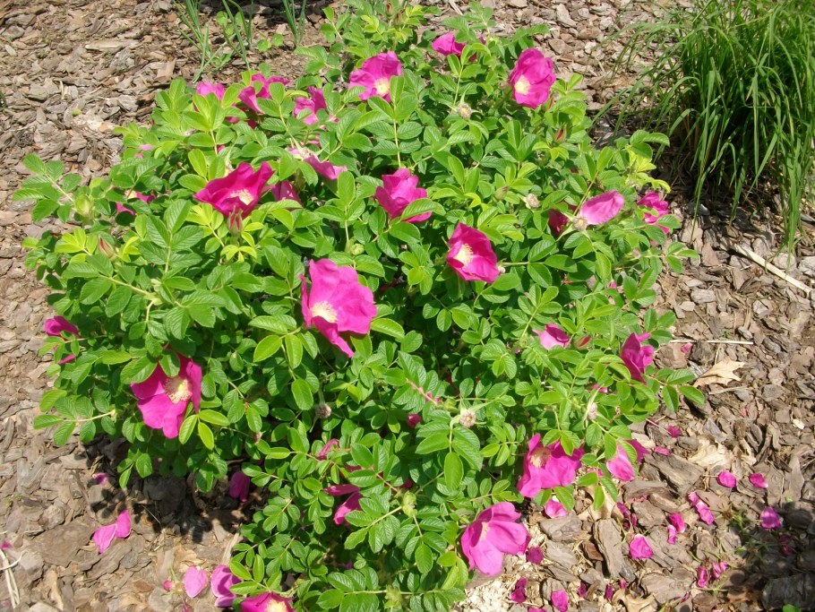 Роза ругоза куст