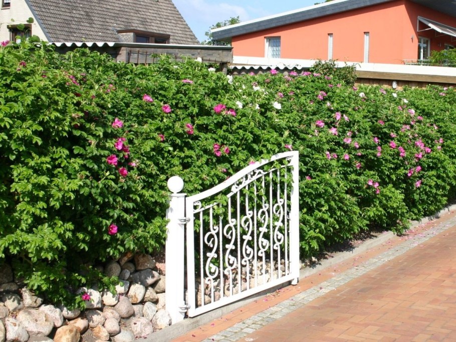 Роза ругоза шиповник изгородь