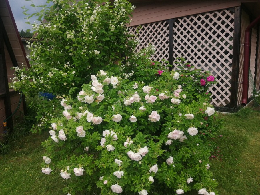 Роза ритаусма