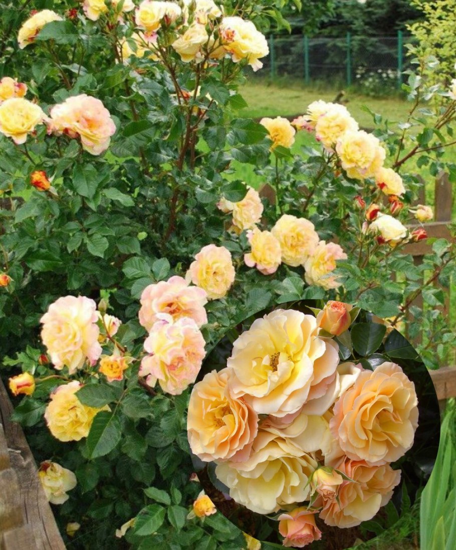 Роза ругоза Ругельда