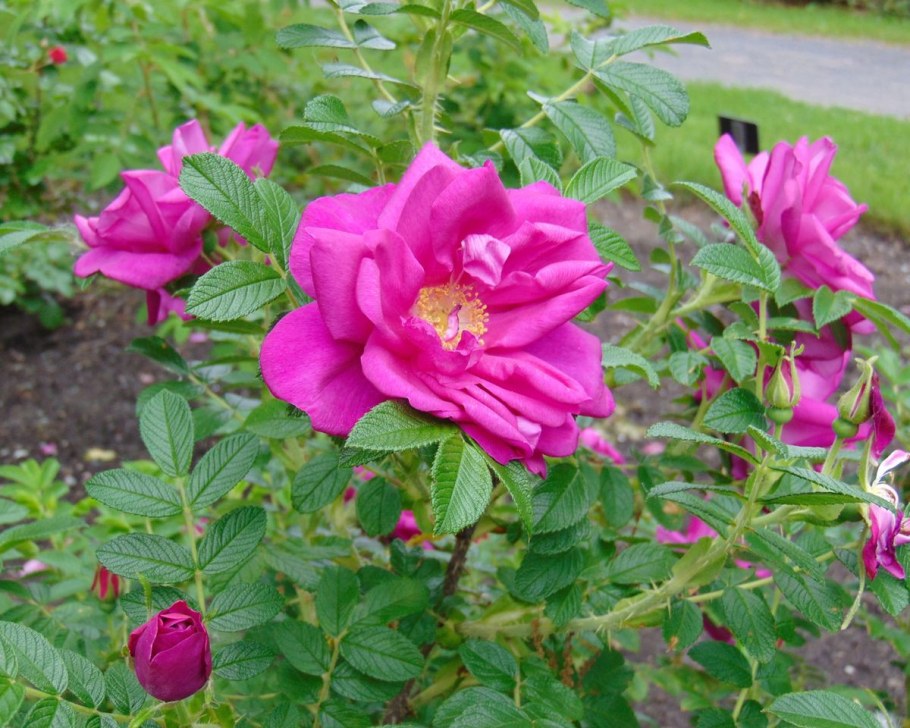 Роза ругоза "Ротес Меер"/Rosa rugosa 'rotes meer'