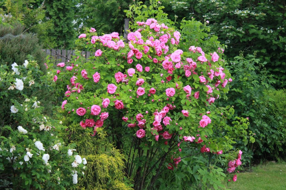 Роза ругоза Живая изгородь